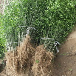 【枳壳树苗泰安增鑫园艺场规格齐全成活率高】-