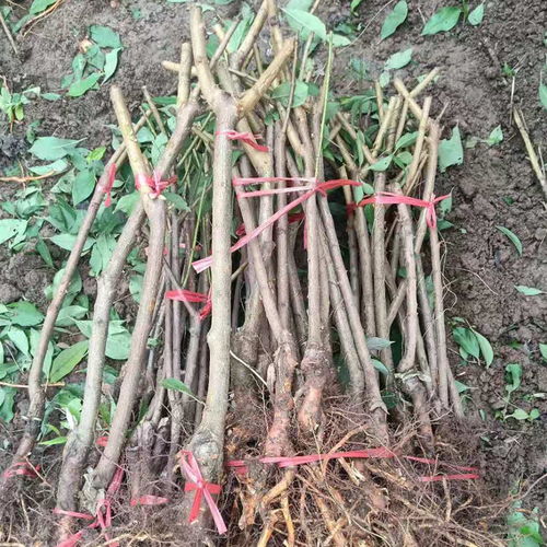 【陕西商洛青脆李子苗价钱,陕西商洛青脆李子苗生产基地】-