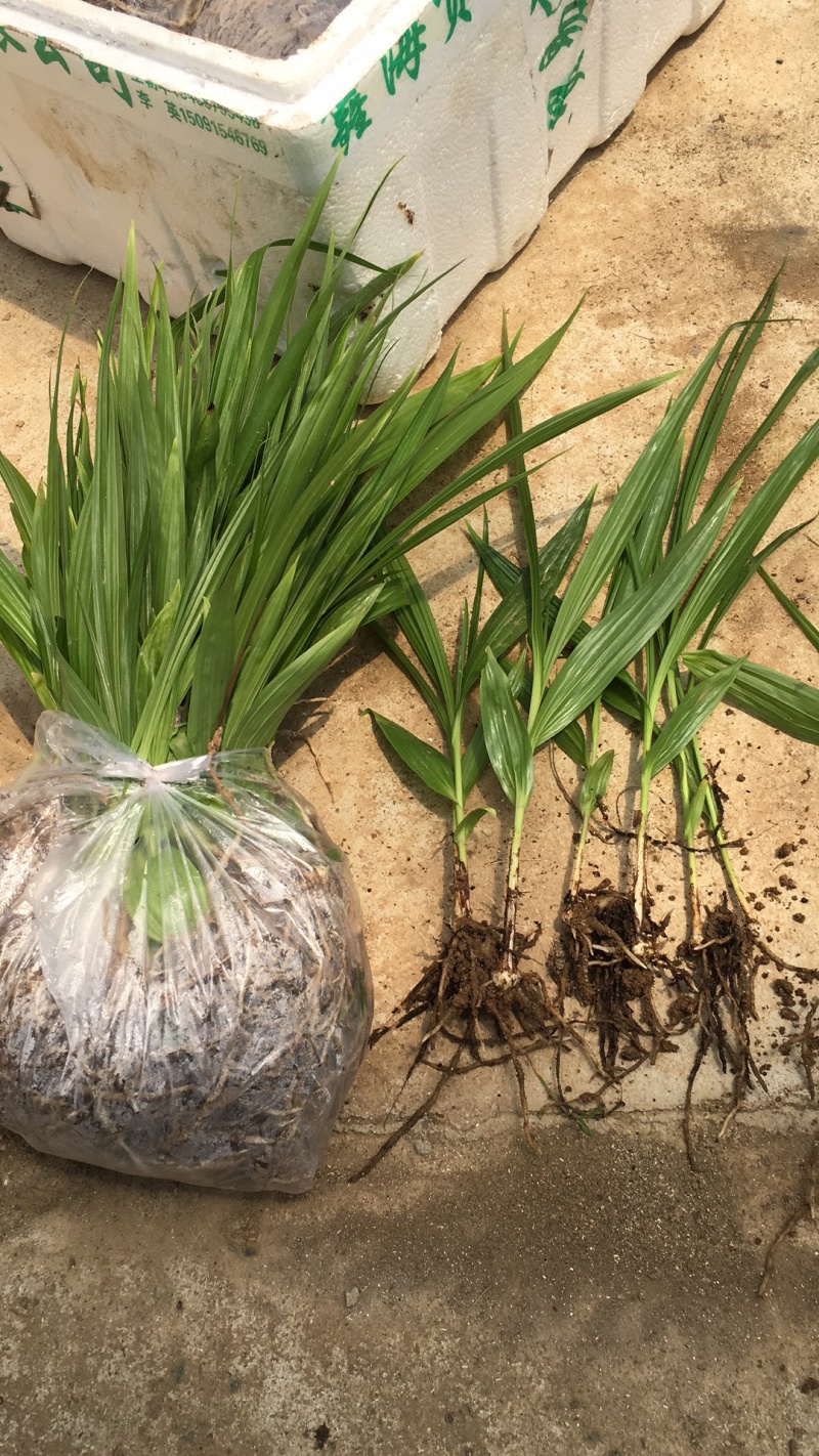 [白芨种苗批发]陕西汉中汉台区白芨种苗 0.60元/棵白芨苗2年 _ 一亩田