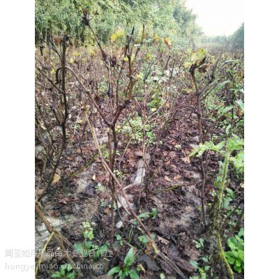 陕西西安陕西葡萄苗 占地苗 便宜的树苗 陕西果树苗 户太八号葡萄苗价格 中国供应商