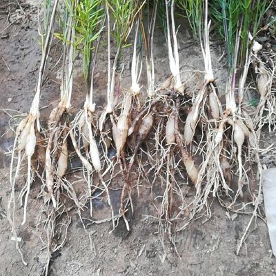 陕西润农农业优质天冬种苗