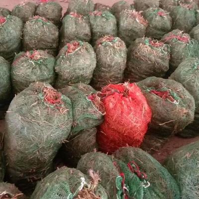 陕西铜川:宜君玉米和耀州黄芩获得农业部农产品地理标志认证