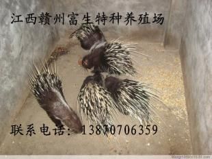 江西豪猪种苗 广东豪猪种苗 陕西豪猪 种苗_农副产品_世界工厂网