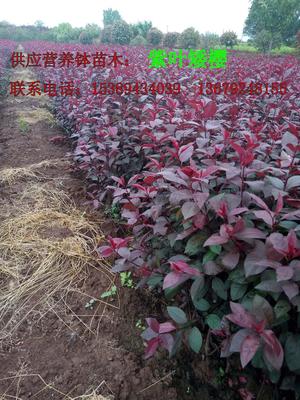 【供应西安营养钵红叶李、紫叶李、陕西丛生密枝红叶李】价格,厂家,其他种子种苗