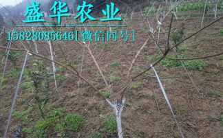 【出售一公分蜂糖李苗,一公分蜂糖李树苗价格每周报价。】- 