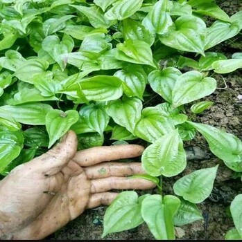 陕西金果榄种苗种植基地