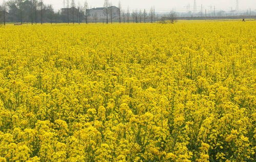陕西汉中油菜花节来了,52个观花点,11条精品赏花线路,百万亩油菜花海等你来