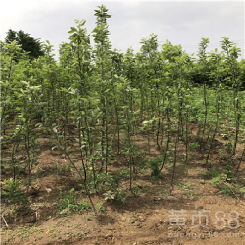 【响富苹果苗出售价格、响富苹果苗什么时候种植好】- 