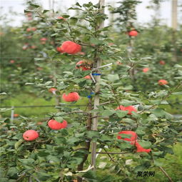 新品种苹果树苗 新品种苹果树苗基地