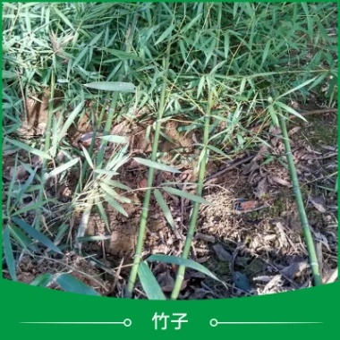 陕西竹子种苗批发 观赏竹子苗 盆栽竹子苗 庭院景观竹子 园林竹子苗