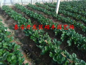 【陕西适合种植白雪公主草莓苗吗?】-