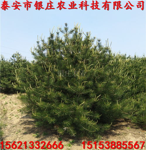【陕西白皮松小苗价格白皮松种植技术】- 
