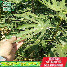 陕西大荔冬枣树苗出售价格lz02