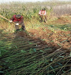 陕西铜川新闻资讯 36 5油蟠桃树苗哪里卖