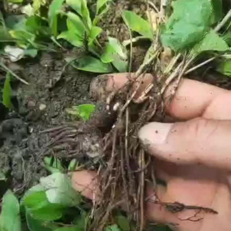 陕西秦岭苍术种苗野生苍术苗子北苍术种子黑苍术带朱砂点儿