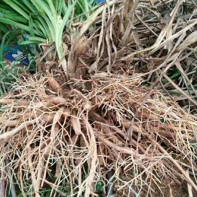 陕西蔬菜种苗陕西蔬菜种苗供应_陕西蔬菜种苗价格