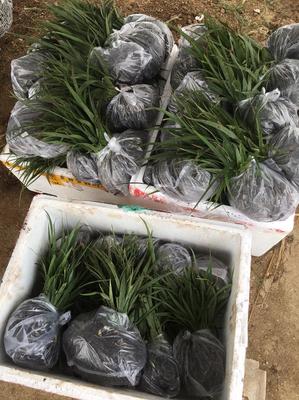 [白芨种苗批发]陕西汉中汉台区白芨种苗 0.60元/棵白芨苗紫花 _ 一亩田