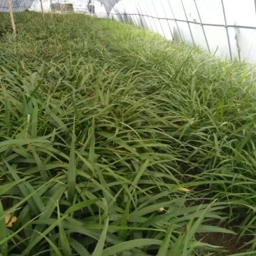 [白芨种苗批发]陕西商洛山阳县白芨种苗 0.40元/棵优质白芨苗 _ 一亩田