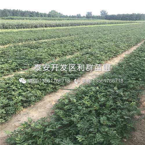 【花椒树苗出售、花椒树苗基地】-