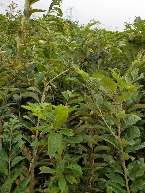原生板栗树精华 陕西榆林华丰板栗苗