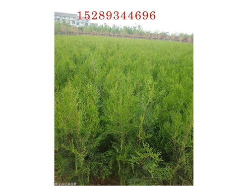 陕西柏树批发 柏树苗直销 绿化带柏树小苗 陕西柏树苗木基地