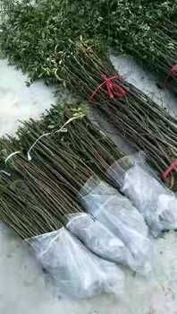 陕西花椒苗种苗价格品种