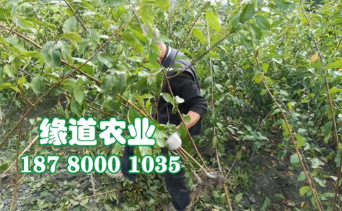 【四川蜂糖李子苗厂家、嫁接蜂糖李树苗那里有卖】- 