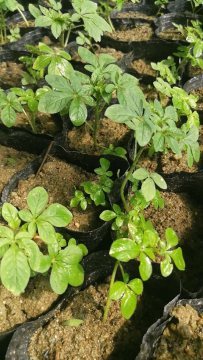 陕西地区提供醉蝶花杯苗种苗容器苗观赏草花