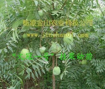 我想种文冠果,不知道哪的文冠果种苗好一些?
