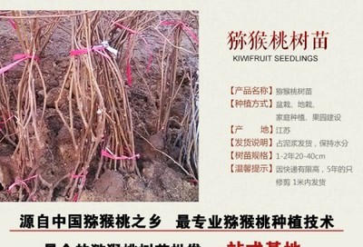 猕猴桃种苗批发基地陕西哪家便宜到坤威