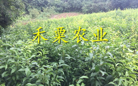 浙江李子苗新品种介绍 2年李子树苗栽培技术与管理