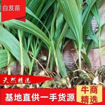 [白芨种苗批发]陕西商洛山阳县白芨种苗 0.06元/棵纯紫花白芨 _ 一亩田