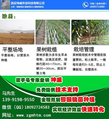 猕猴桃树苗怎么种植_猕猴桃树种植 在线咨询 _江山猕猴桃
