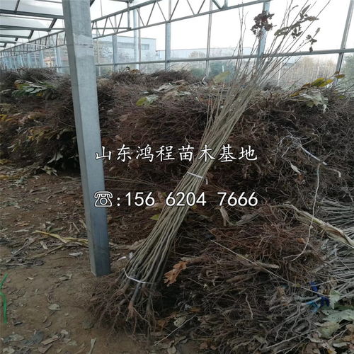 【山东浅刺板栗苗报价】- 