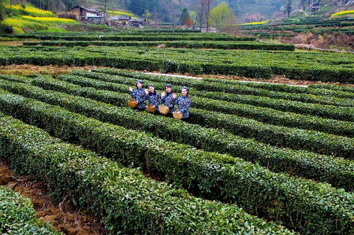 三秦茶乡迎客来 陕西20条茶旅融合精品景点线路推介发布 11 15