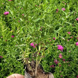 陕西荷兰菊种苗种植基地批发