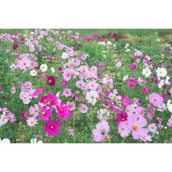 陕西波斯菊种苗价格