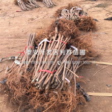  厦门市翔安区腾展马赛克厂 主营 石材马赛克 马赛克拼