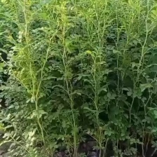 [黄刺梅种苗批发]陕西咸阳杨陵区黄刺梅种苗 1.00元/棵黄刺梅 _ 一亩田