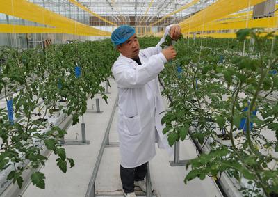 红的黄的绿的粉的 多彩蔬果扑面来