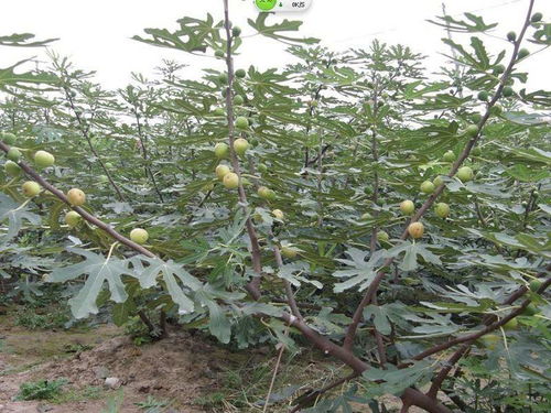 陕西安康波姬红无花果树苗哪能买到