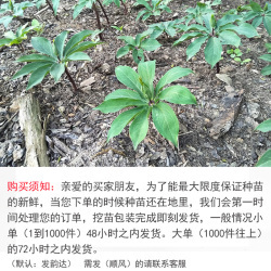 七叶一枝花苗介绍_七叶一枝花苗