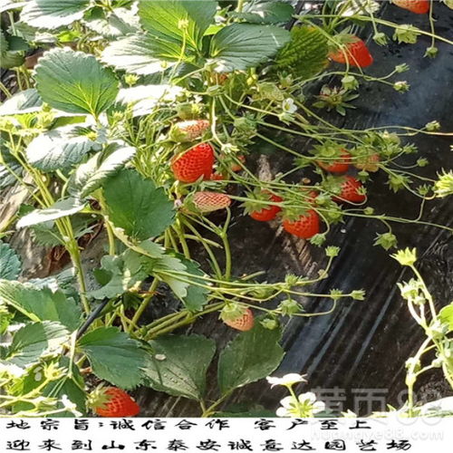 【销售妙香7号草莓苗,妙香7号草莓苗报价】- 