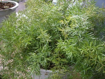 农之福天门冬种植,陕西天冬种苗基地批发