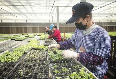 陕西省宝鸡市凤县娃娃菜订单助农增收