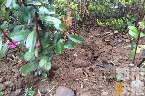 树苗栽进绿化带被盗挖44棵 一夜损失七八千