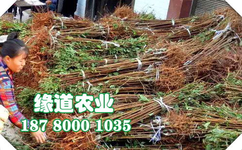 【重庆李子苗价格,那里有李子树苗,重庆李子果树苗批发基地】- 