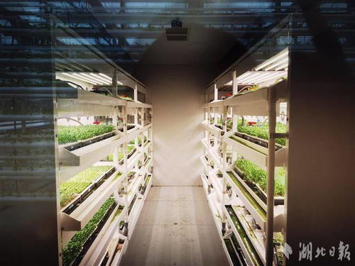 武汉 蔬菜工厂 育苗忙 春耕跑出 加速度