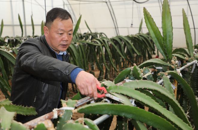 陕西杨凌:全产业链赋能集体经济 火龙果结出“致富果”