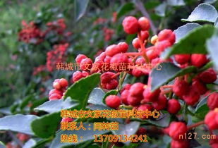 云南狮子头花椒苗基地 狮子头花椒苗种植技术